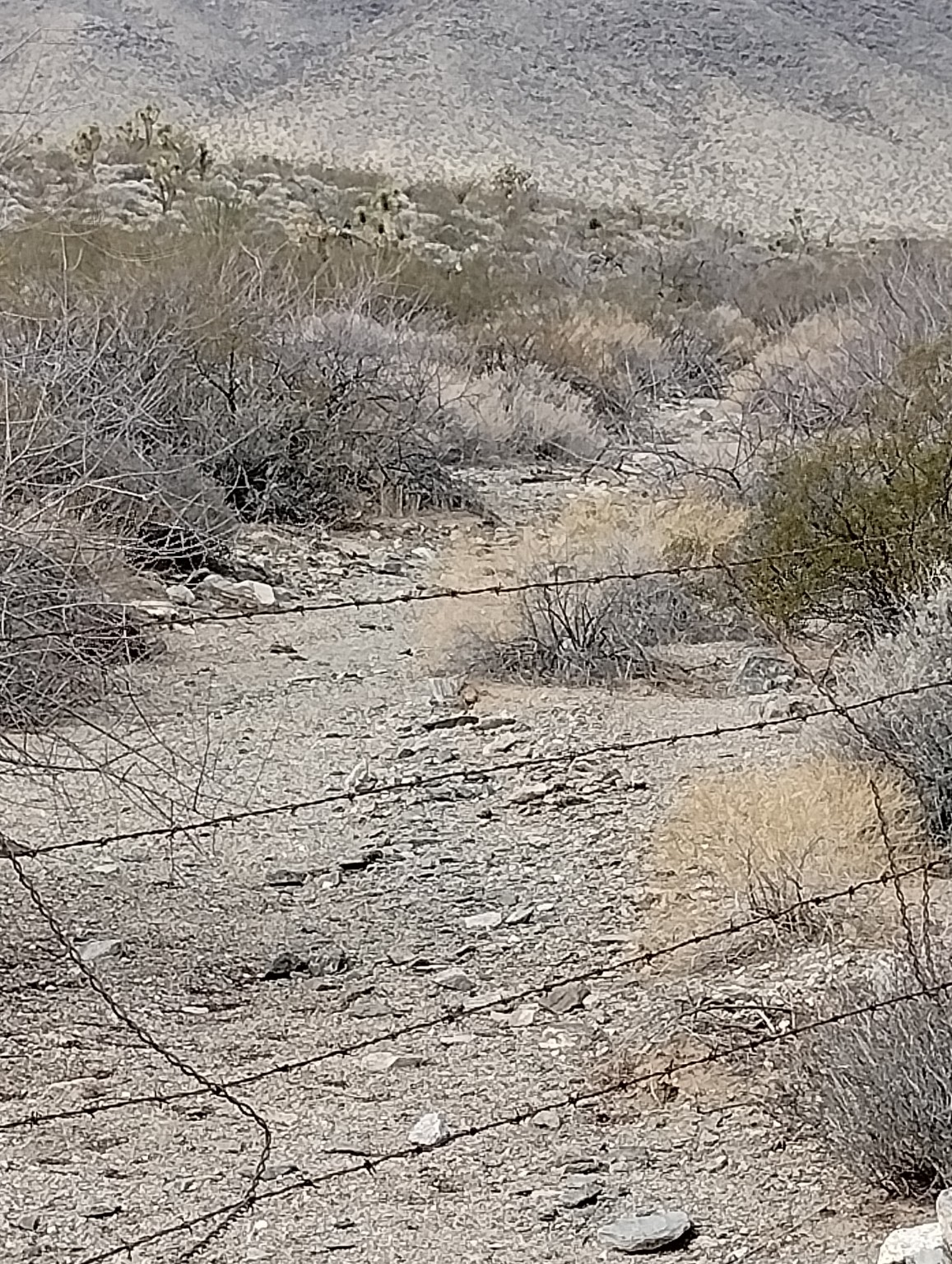 Real user photo of a desert wash